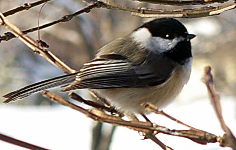 Listen for the 'fee-bee' call of the male chickadees as the days start to 